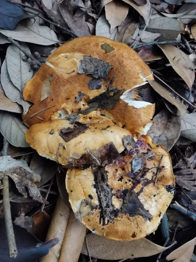 标本照片