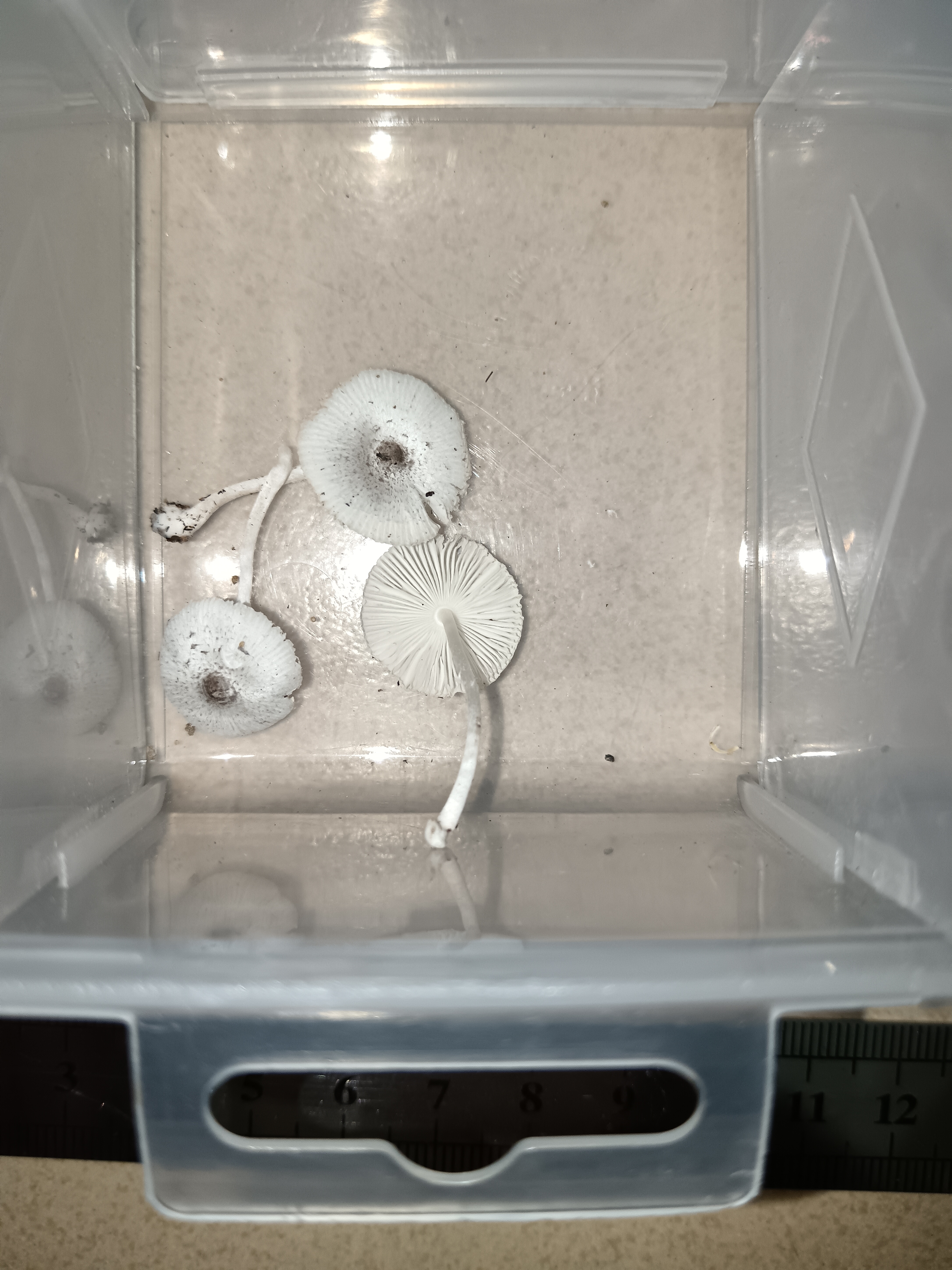 白鬼伞属一种