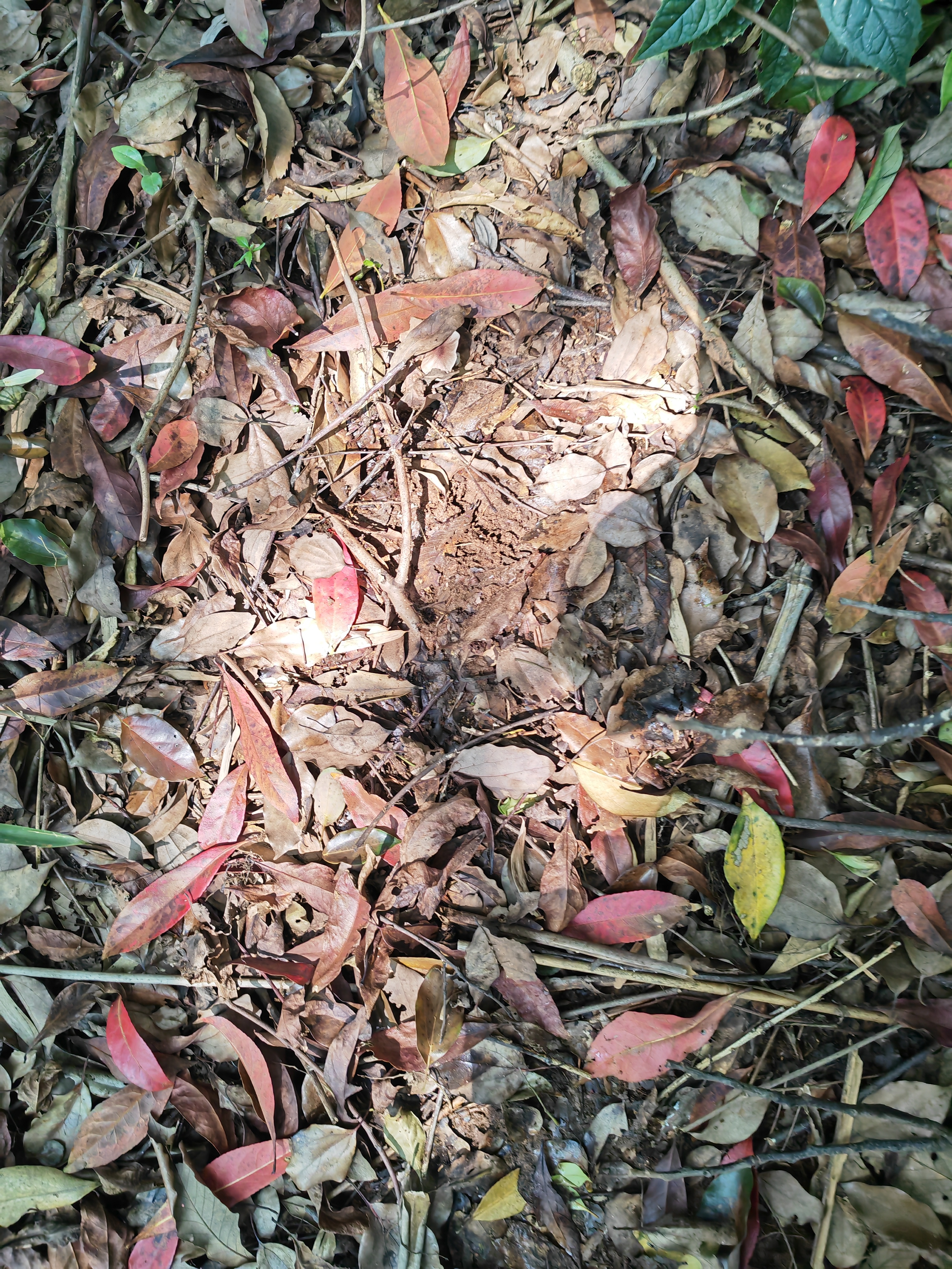 球囊小蘑菇