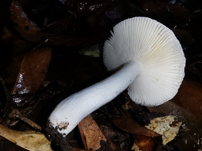 疑似红菇属异褶亚属新种