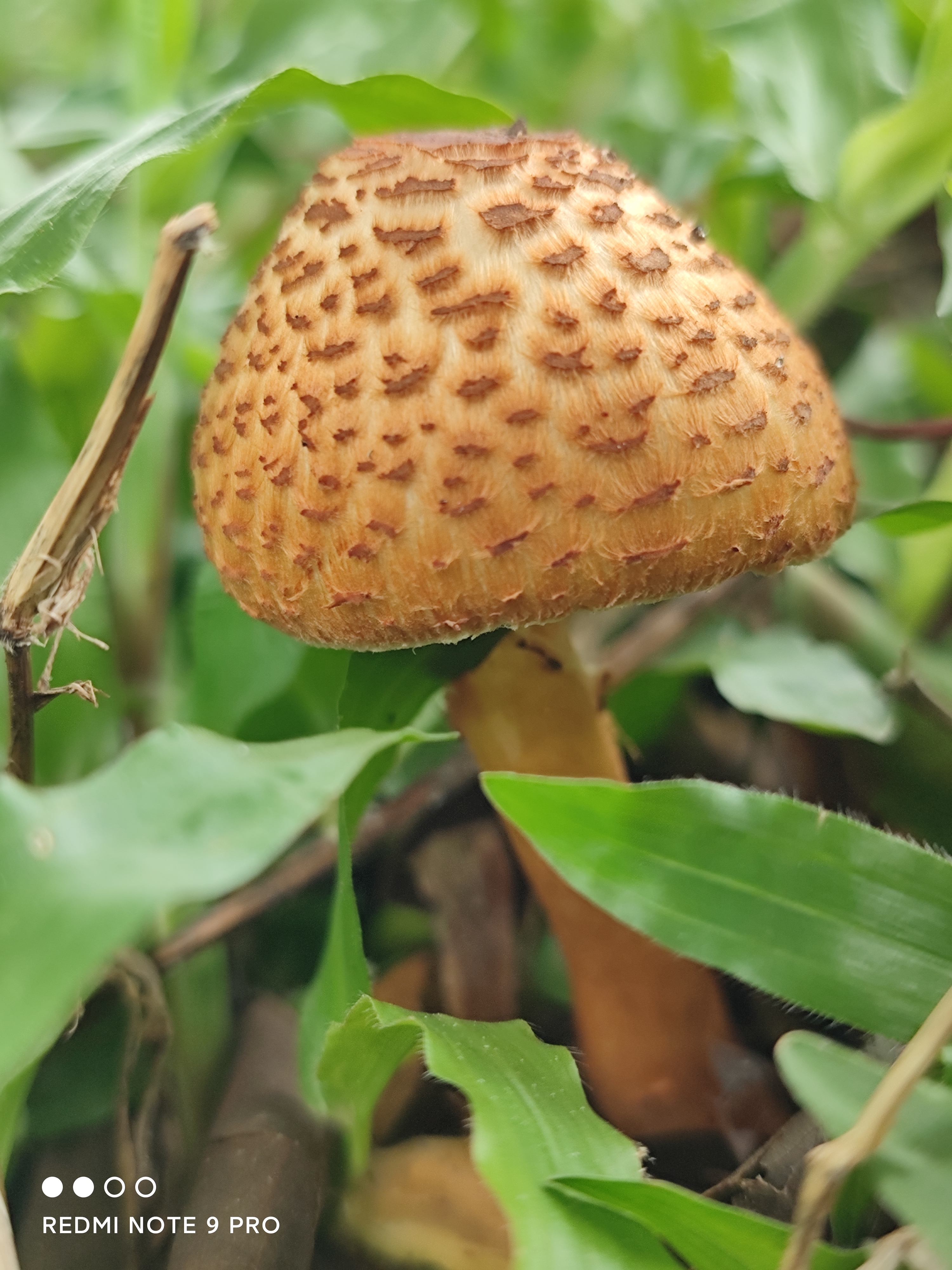 环柄菇属一种