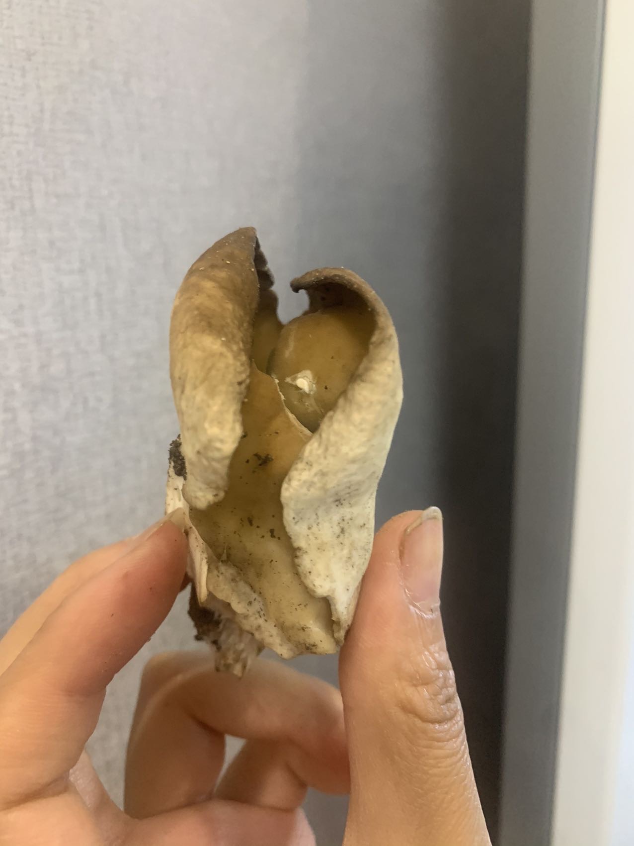 马鞍菌