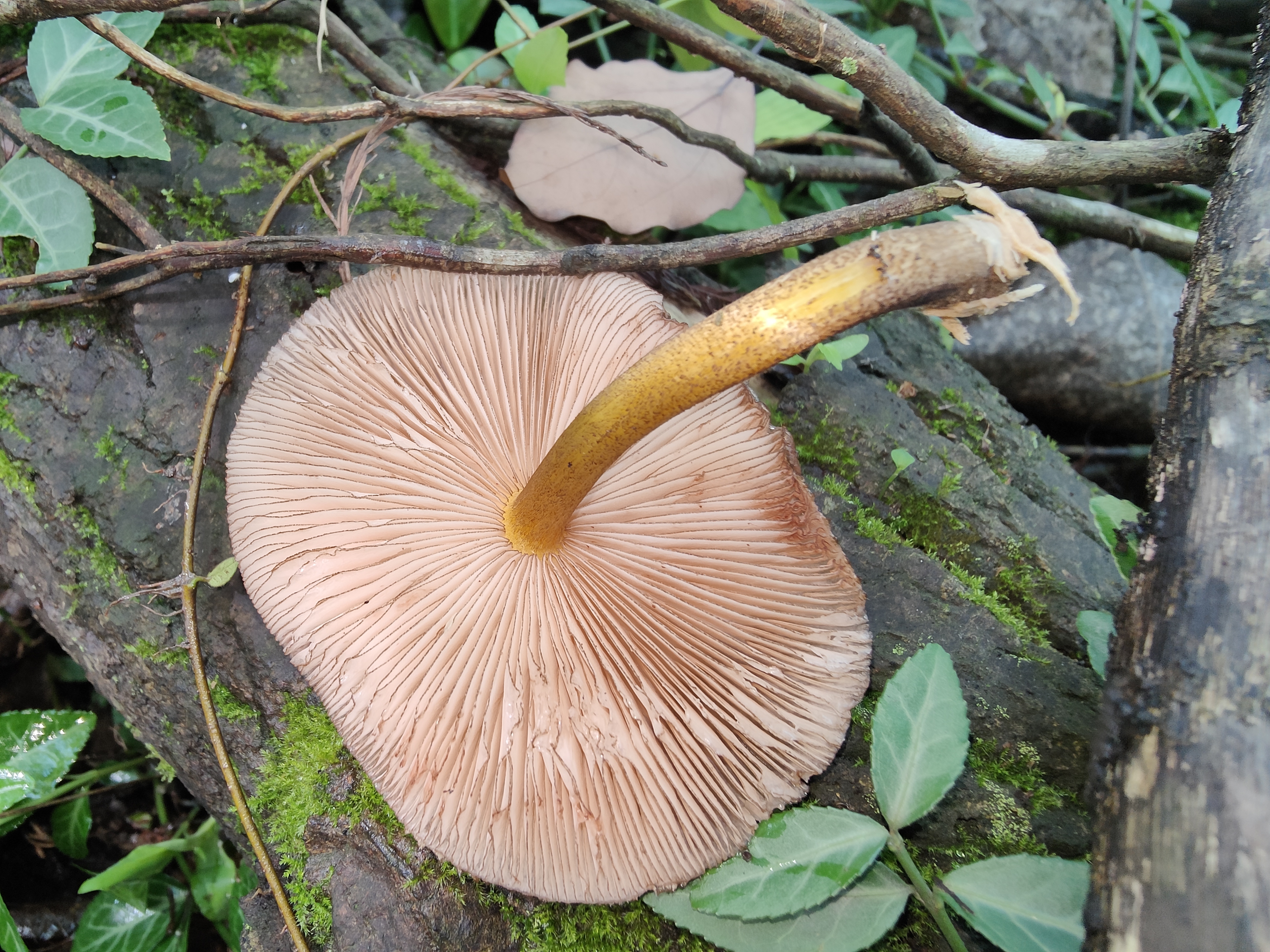 网顶光柄菇