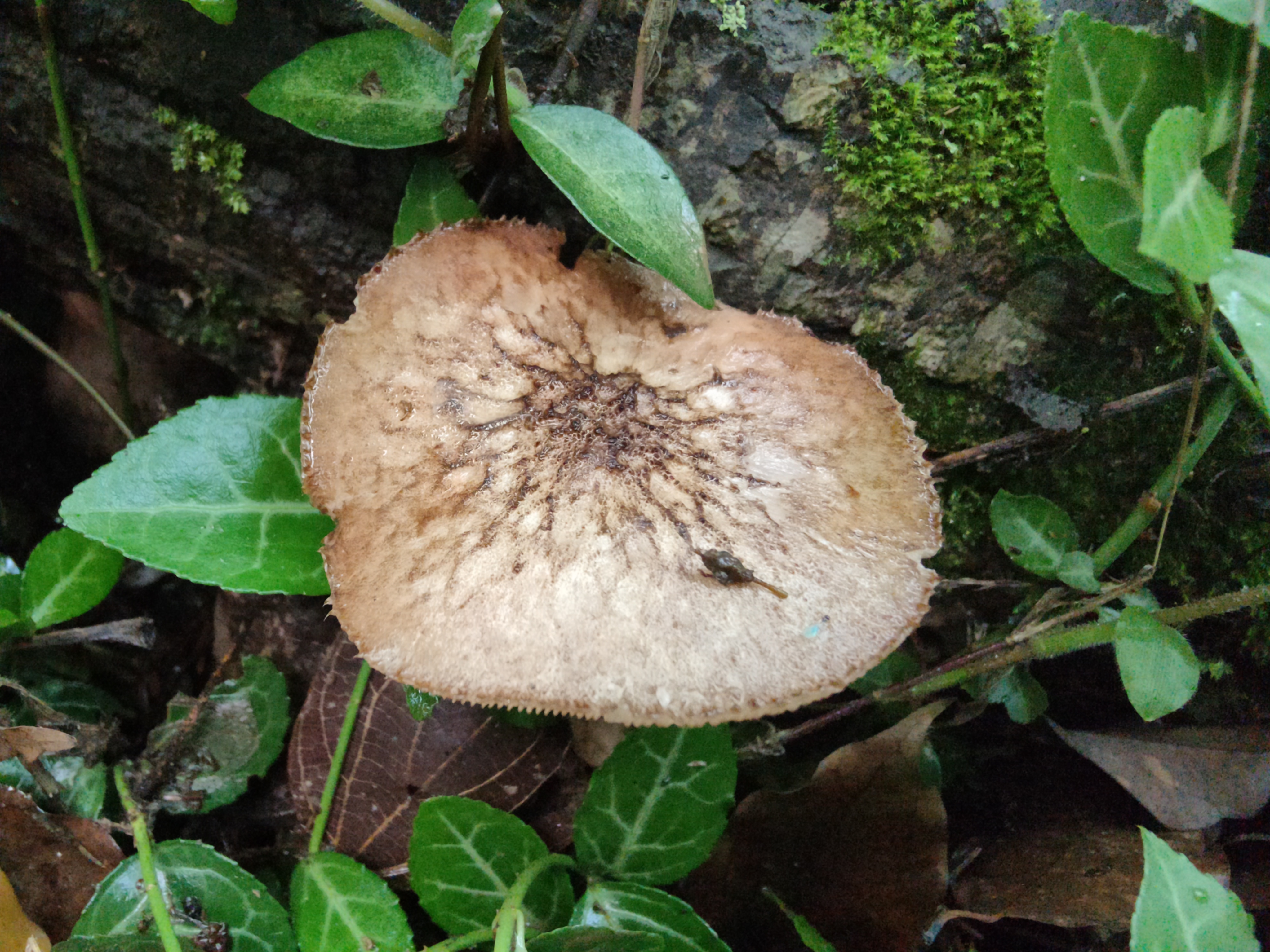 网顶光柄菇