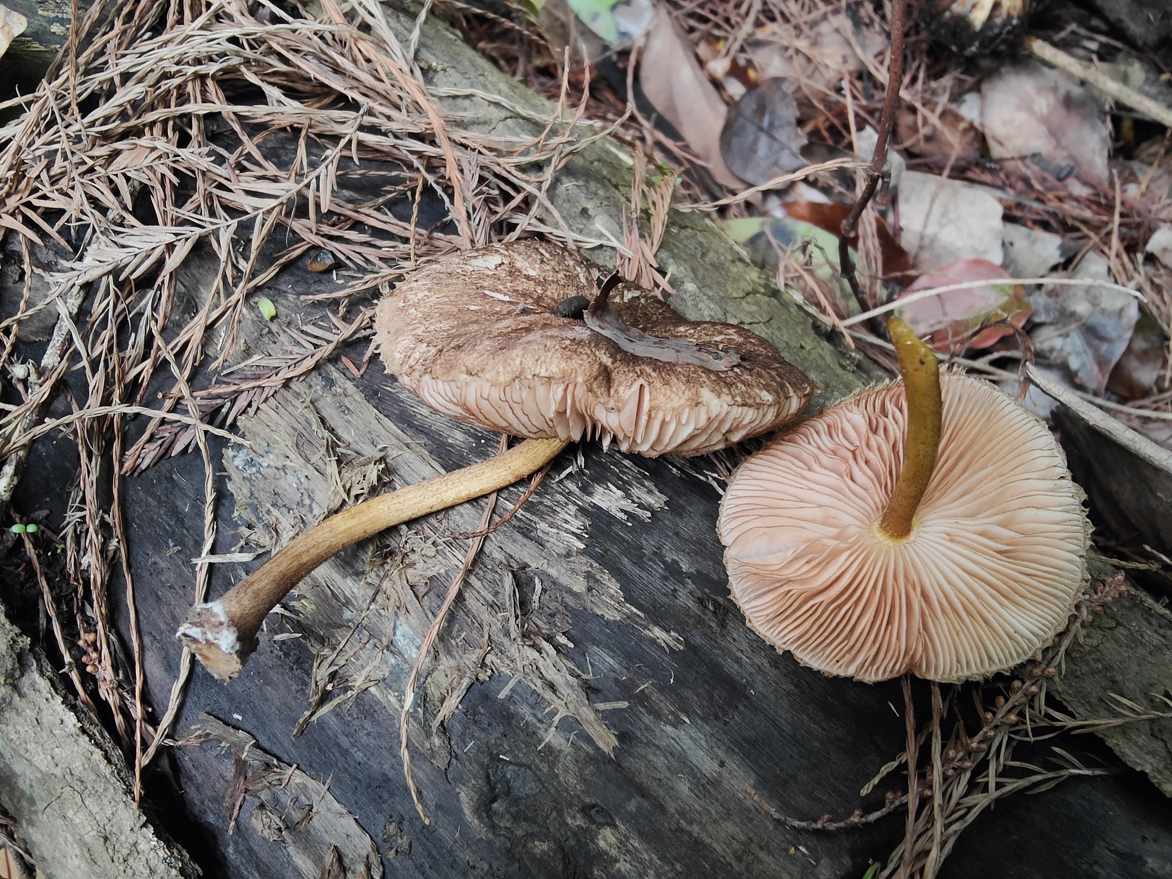 网顶光柄菇