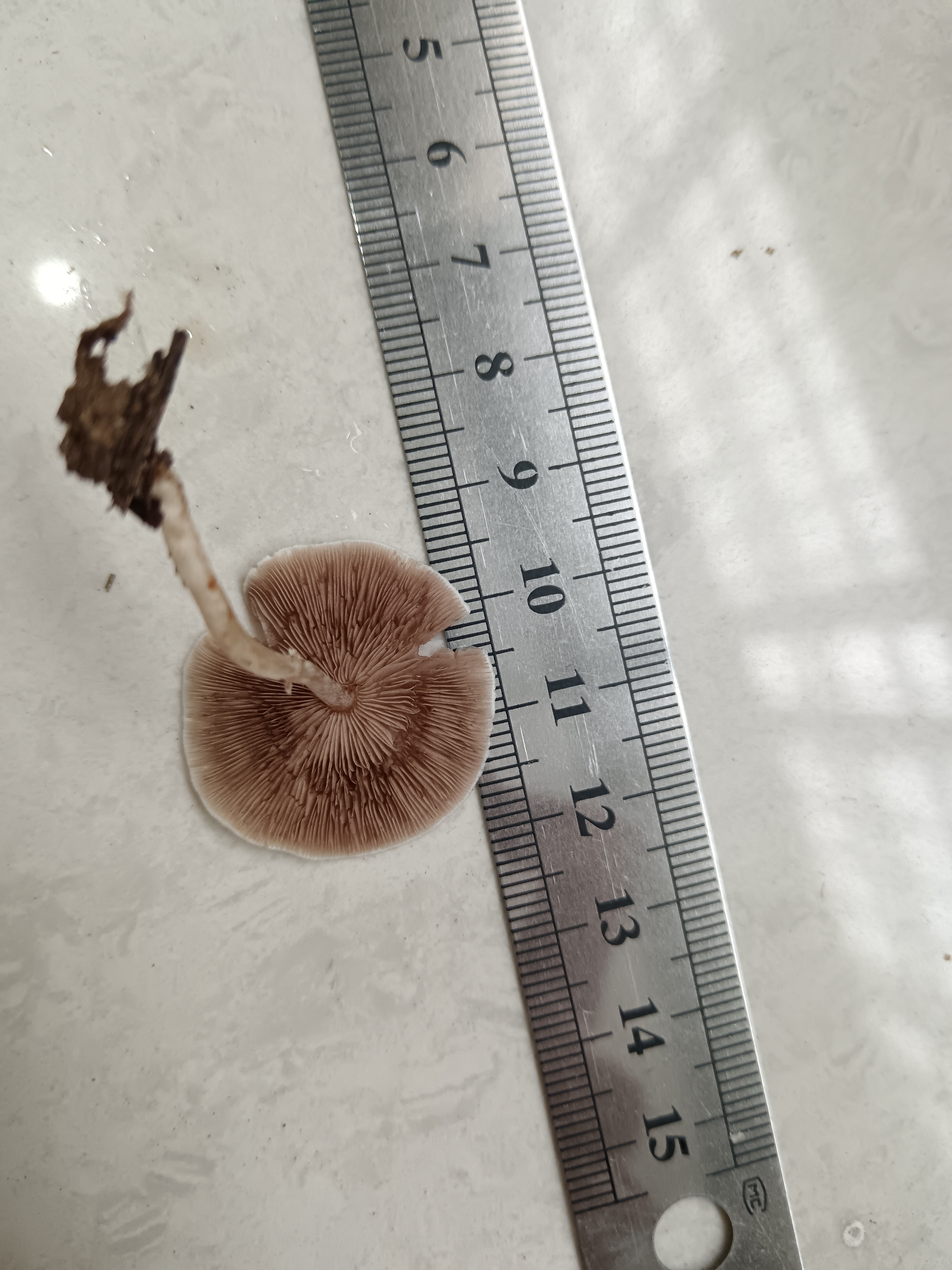 黄白脆柄菇复合群
