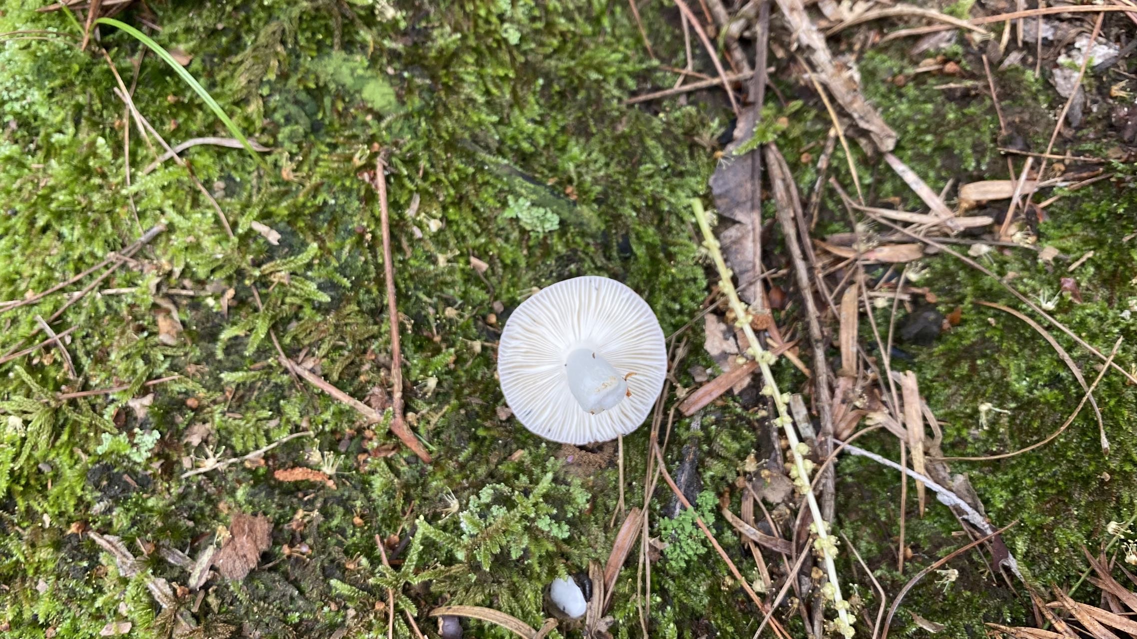 红菇亚属新种