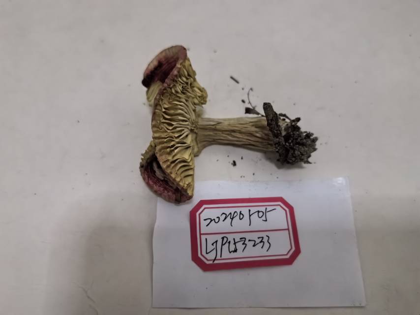 近血红红菇