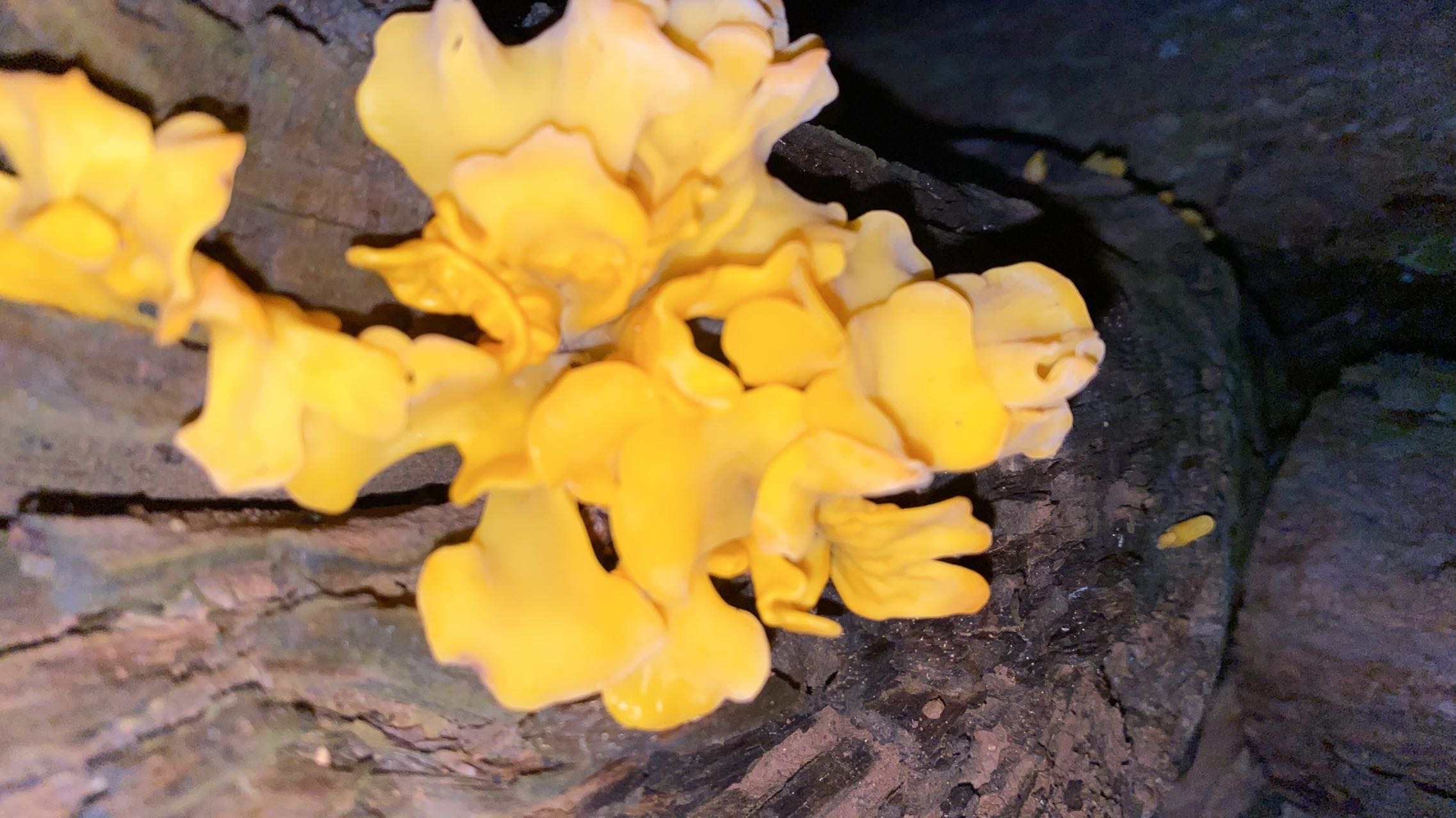 假花耳属一种