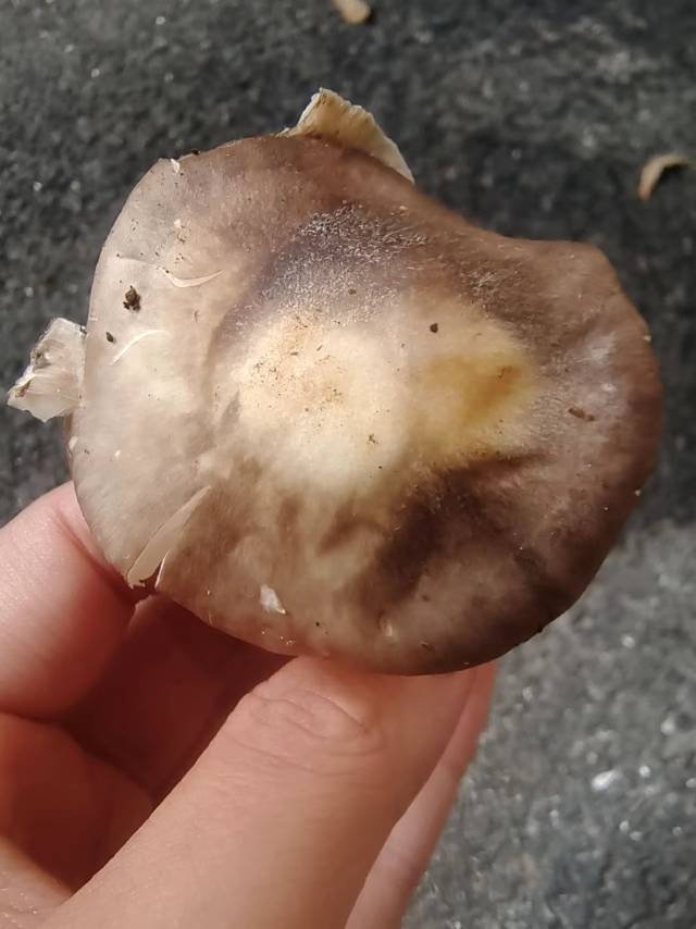 标本照片