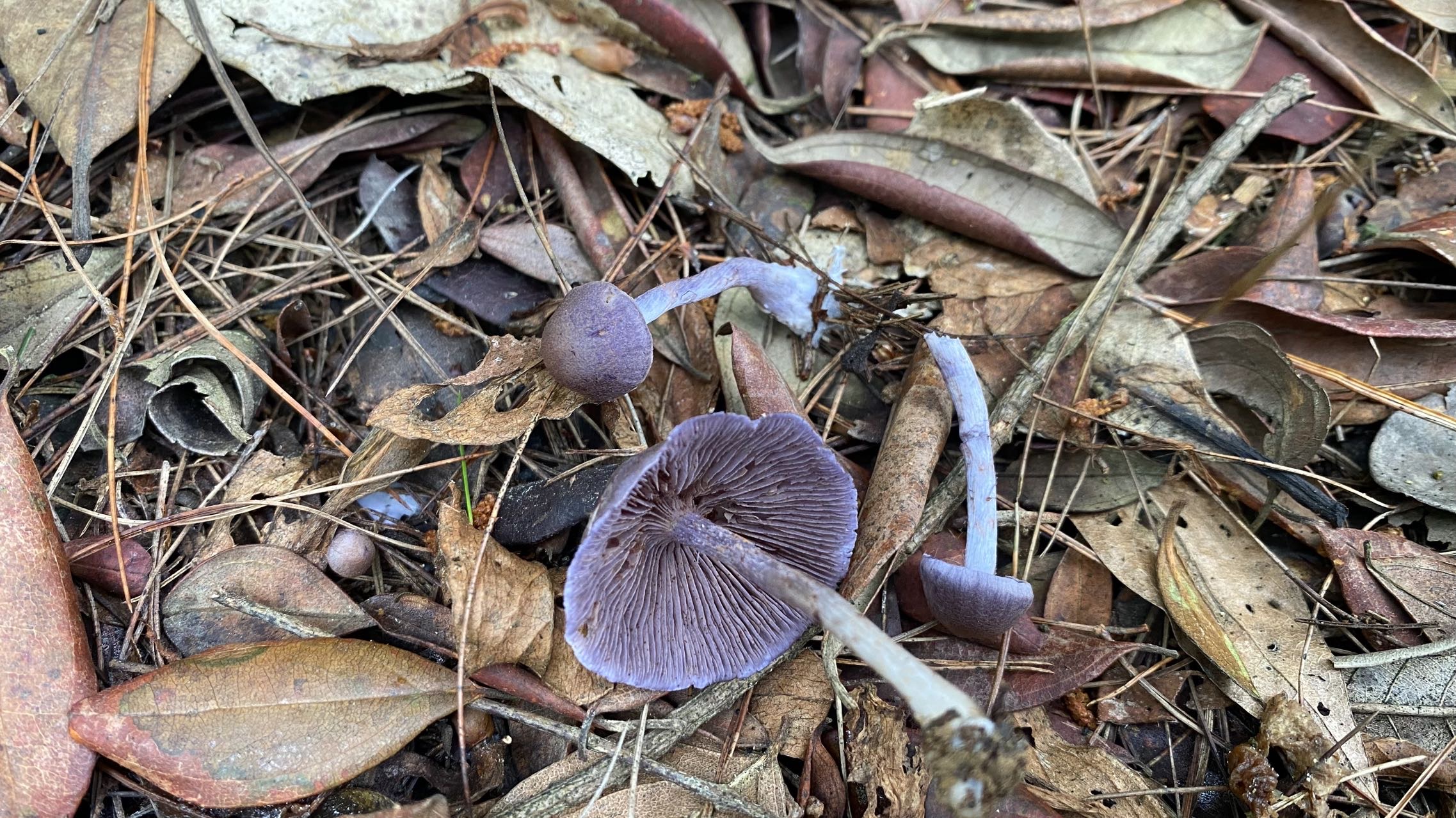 春生异丝膜菌