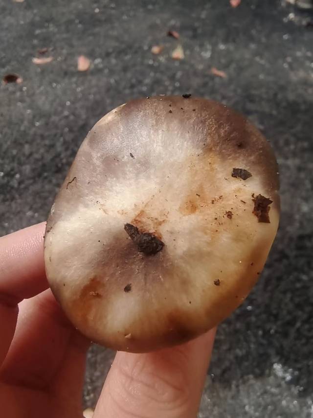 标本照片