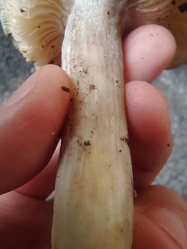 标本照片