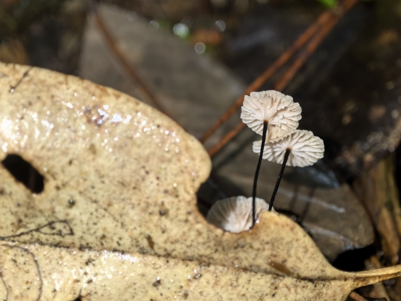 Pseudomarasmius quercophylloides