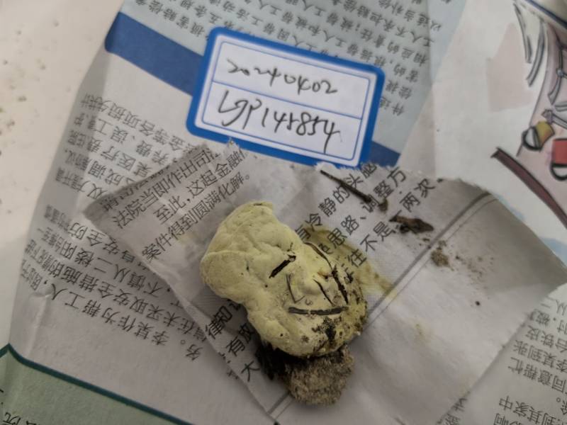 金孢菌寄生