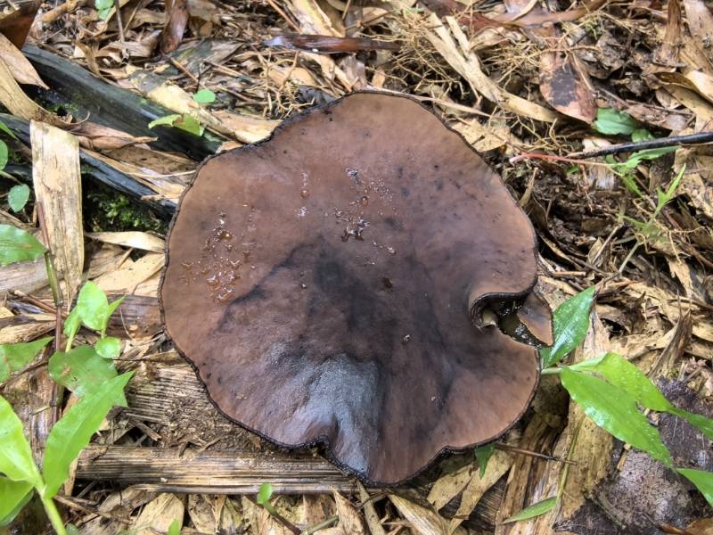 窄孢胶陀螺盘菌