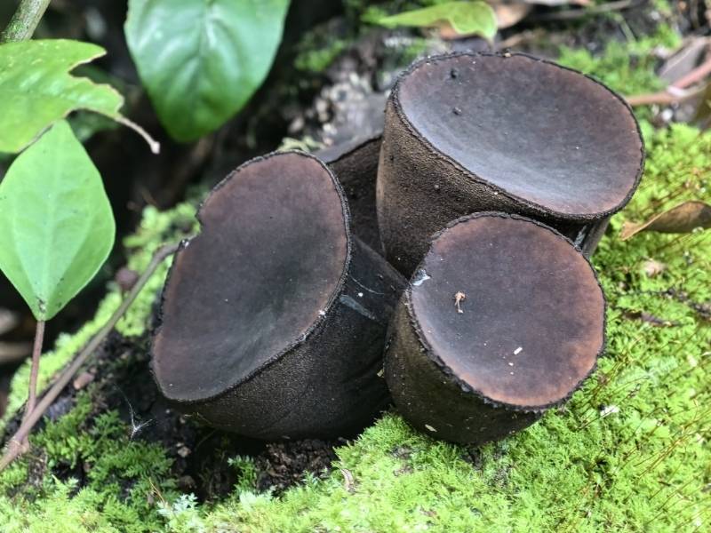 窄孢胶陀螺盘菌