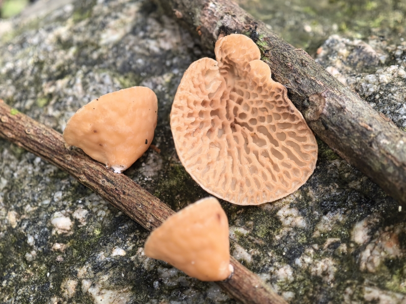 Hexagonia cucullata