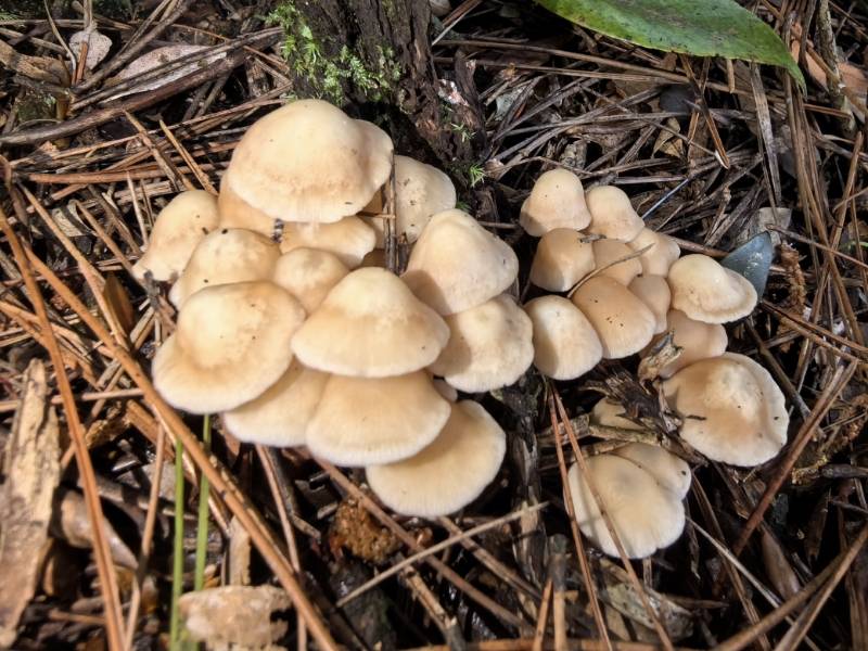 Gymnopus tianbaoyanensis