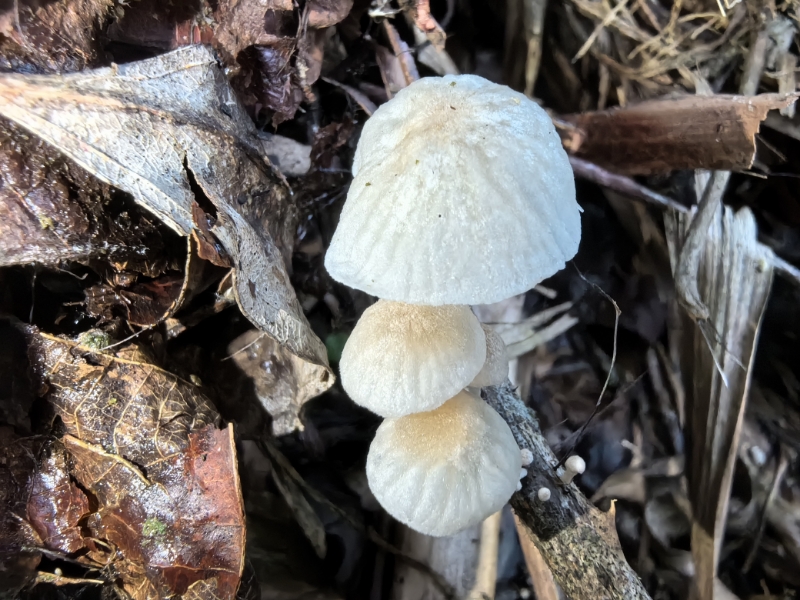 Marasmiellus rhizomorphogenus