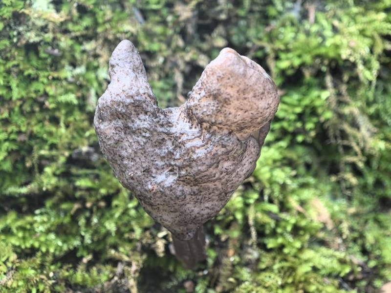 马鞍菌