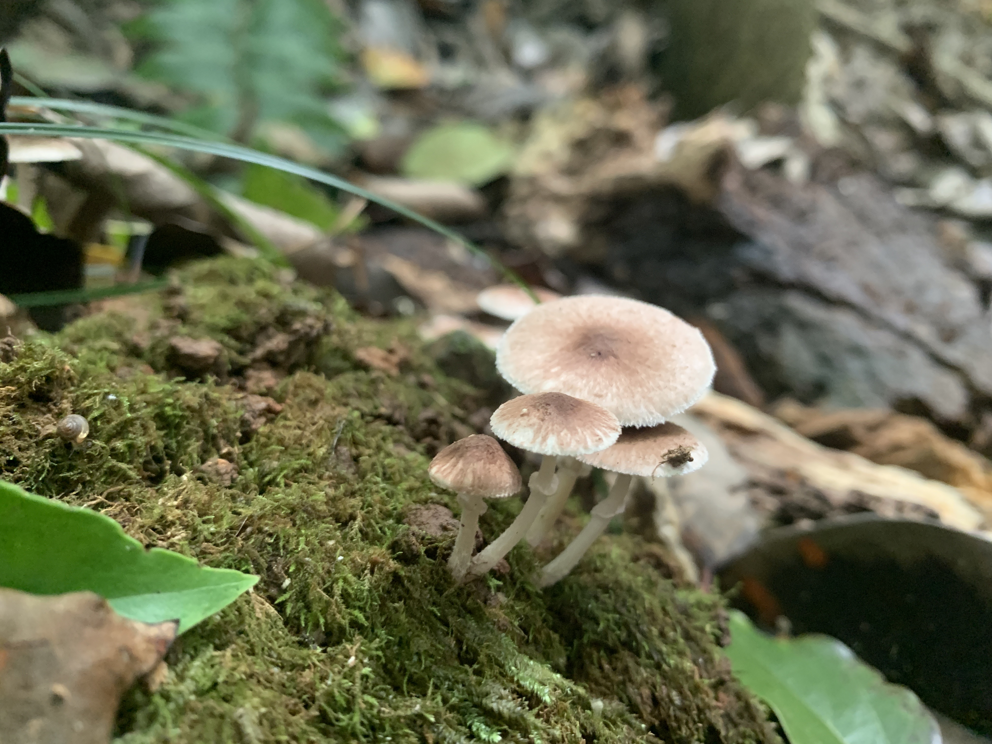 小蘑菇属一种