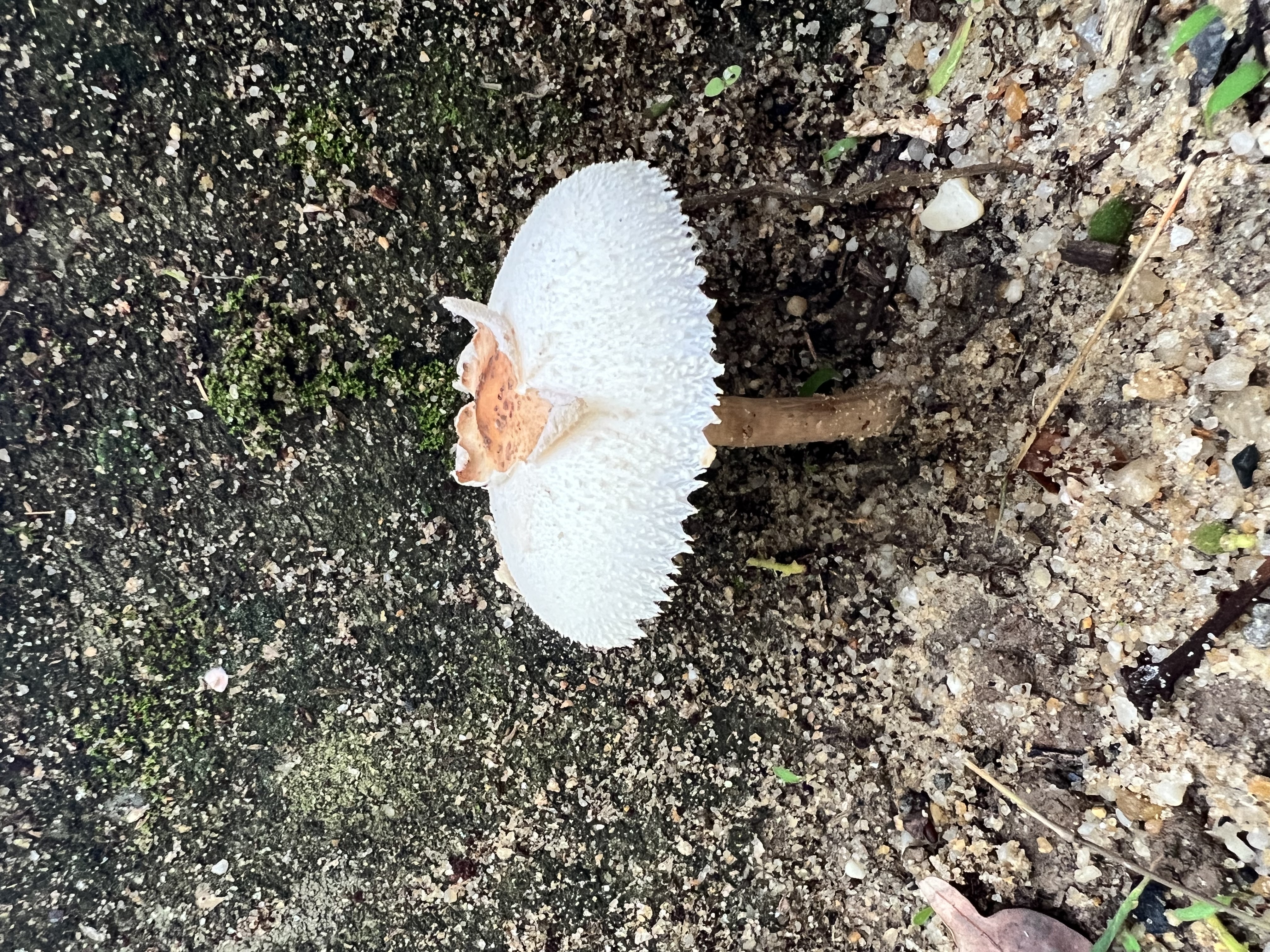 青褶伞