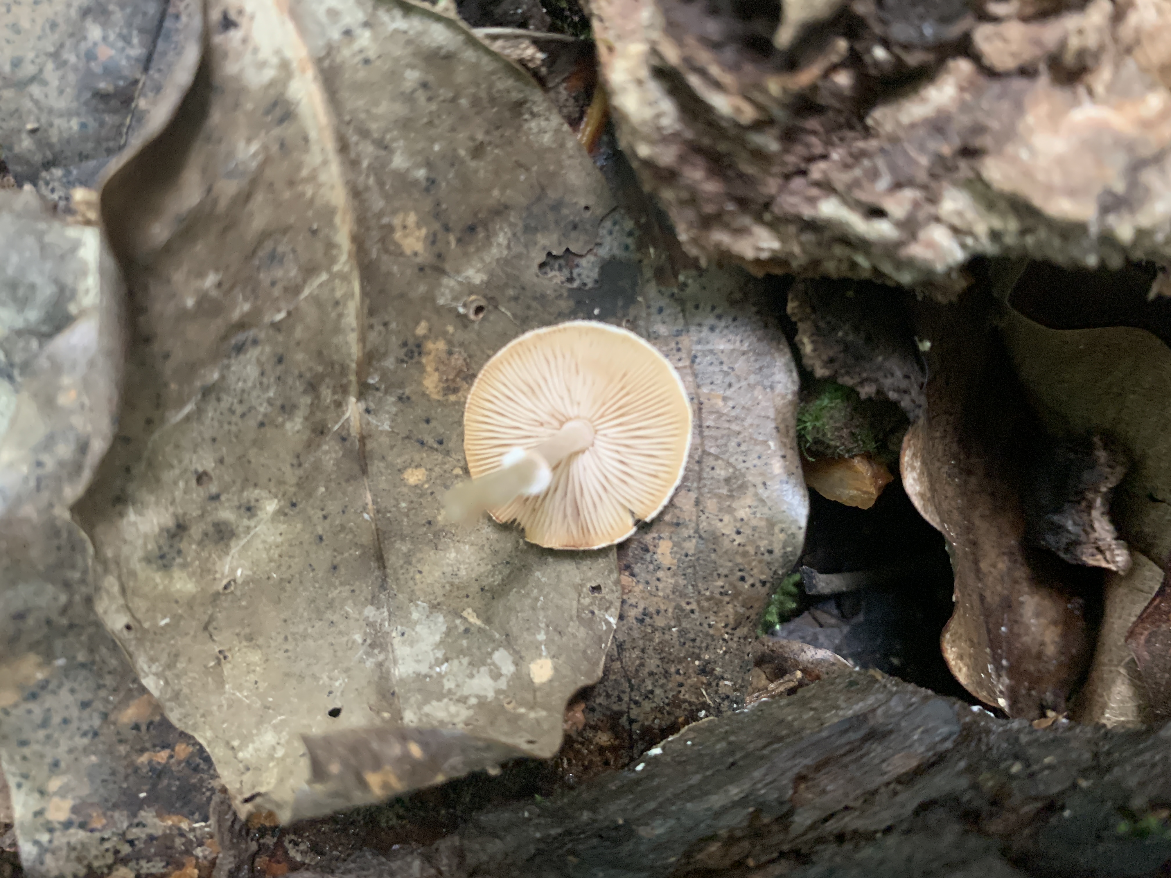 小蘑菇属一种