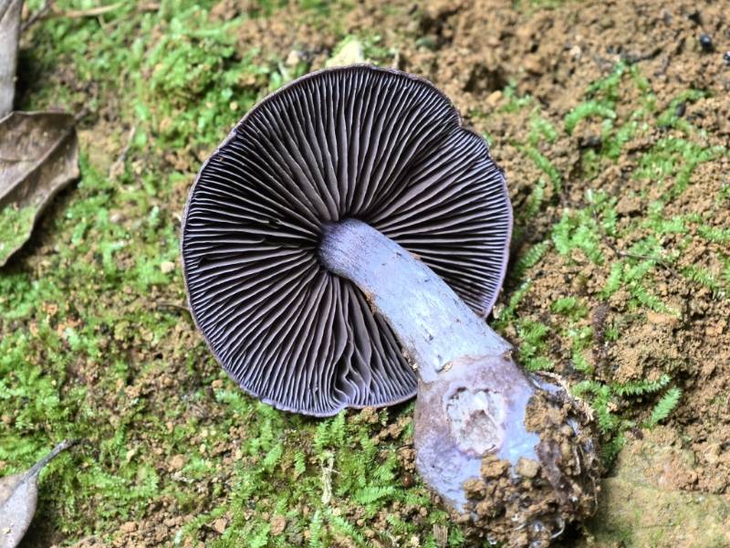 黏盖丝膜菌属