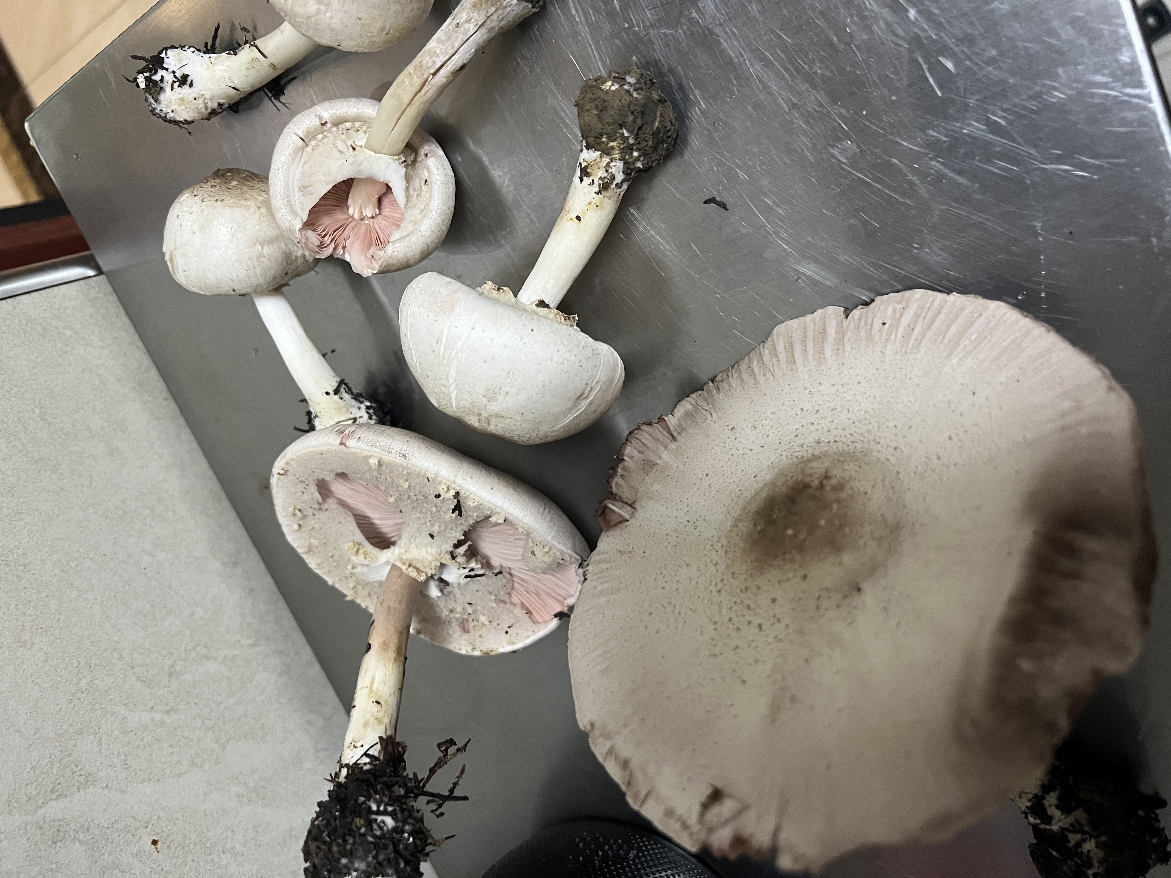 黄斑蘑菇