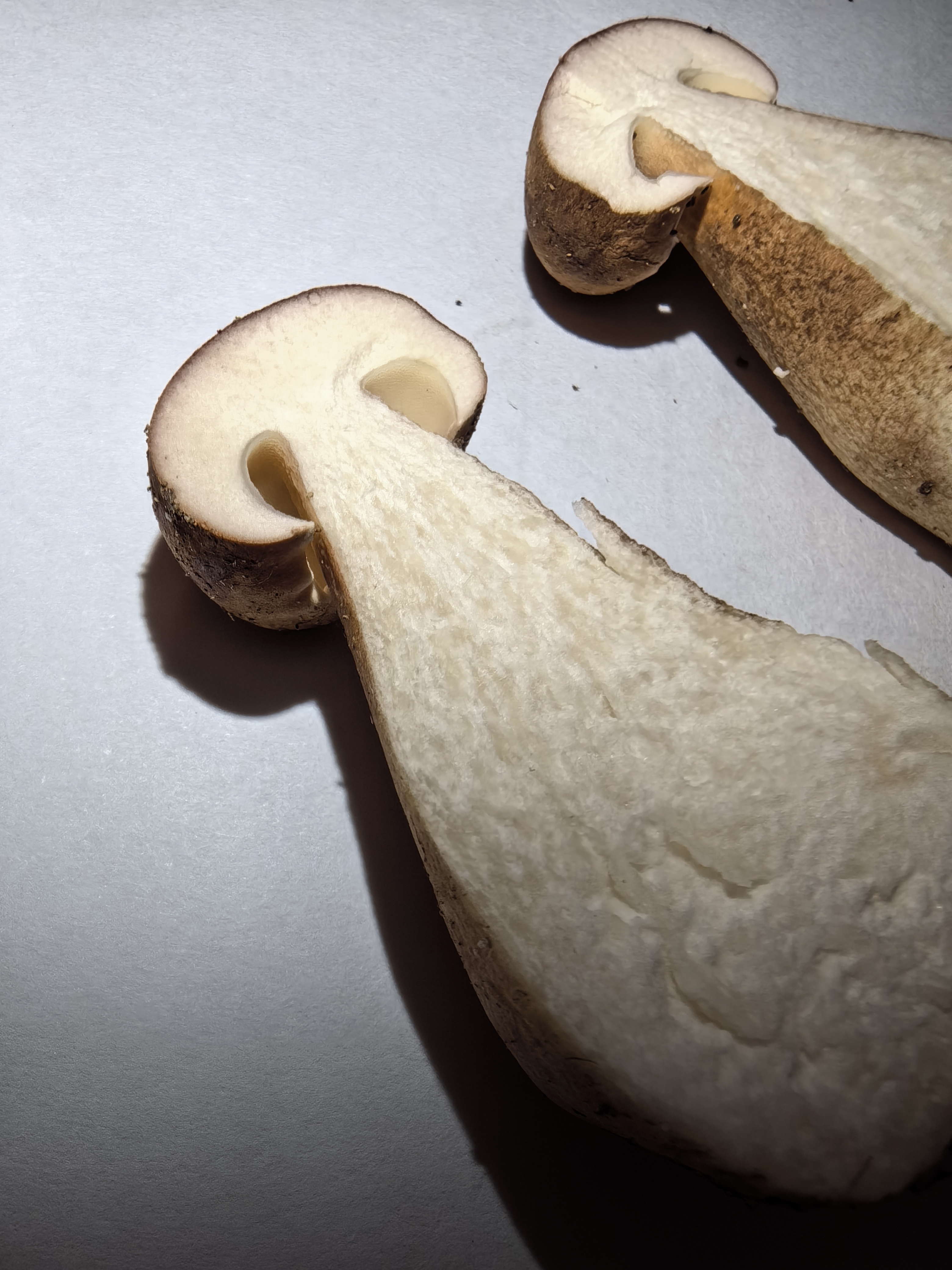 紫褐粉孢牛肝菌