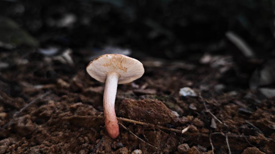 客家红菇
