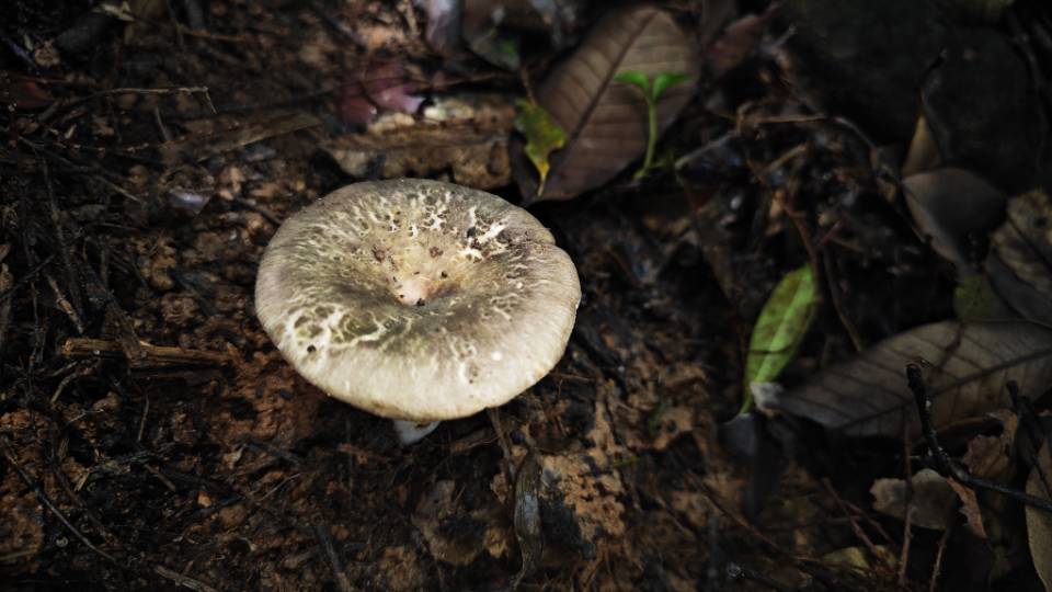 鼎湖山红菇