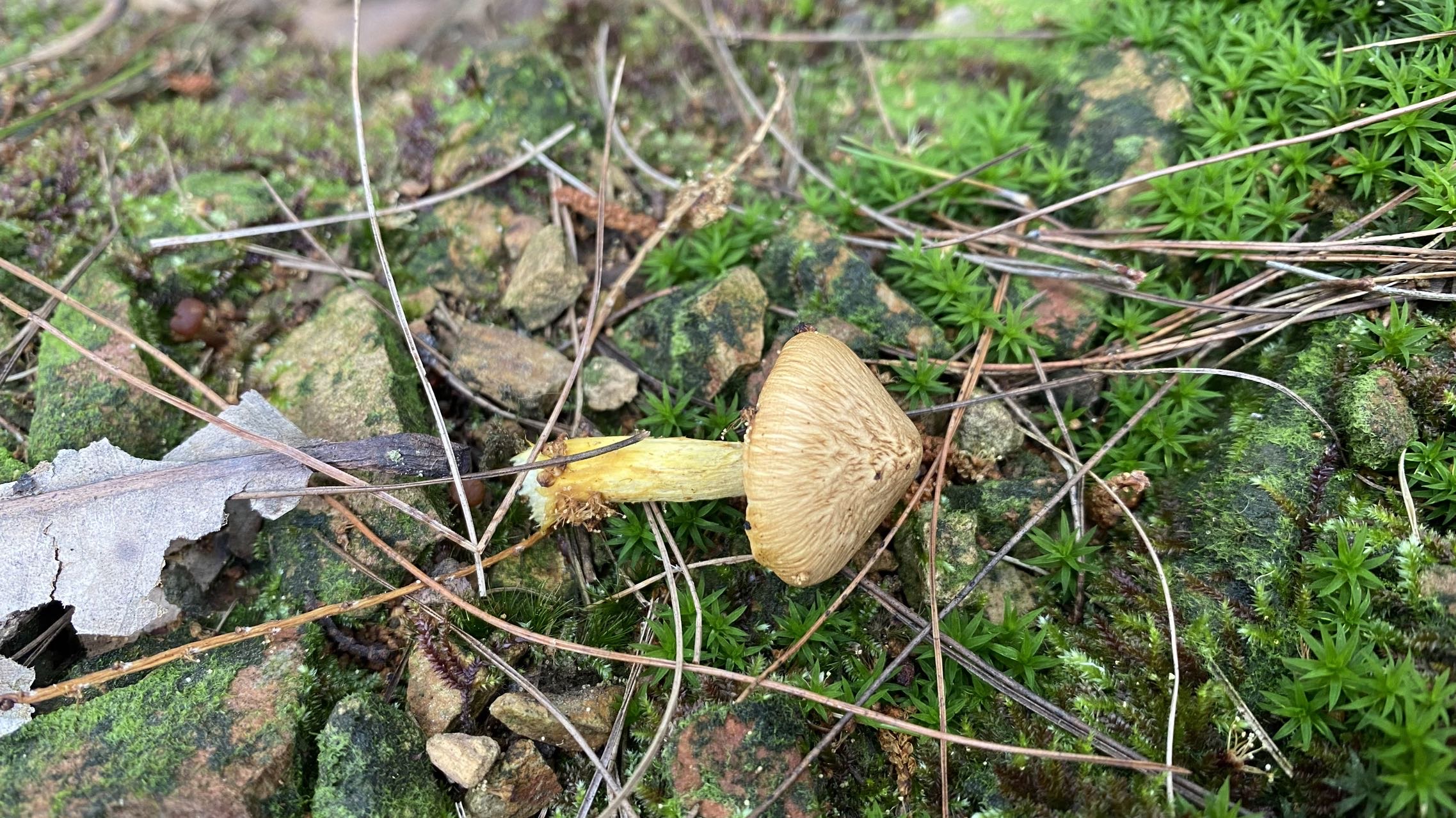 翘鳞蛋黄丝盖伞