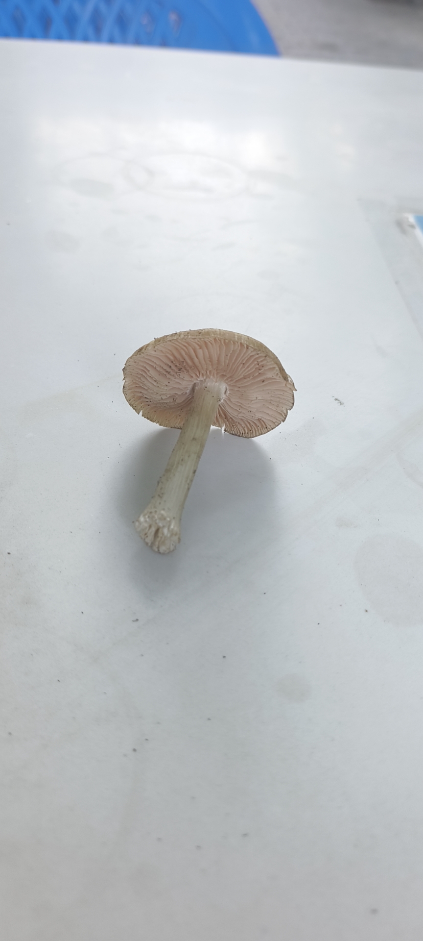 标本照片