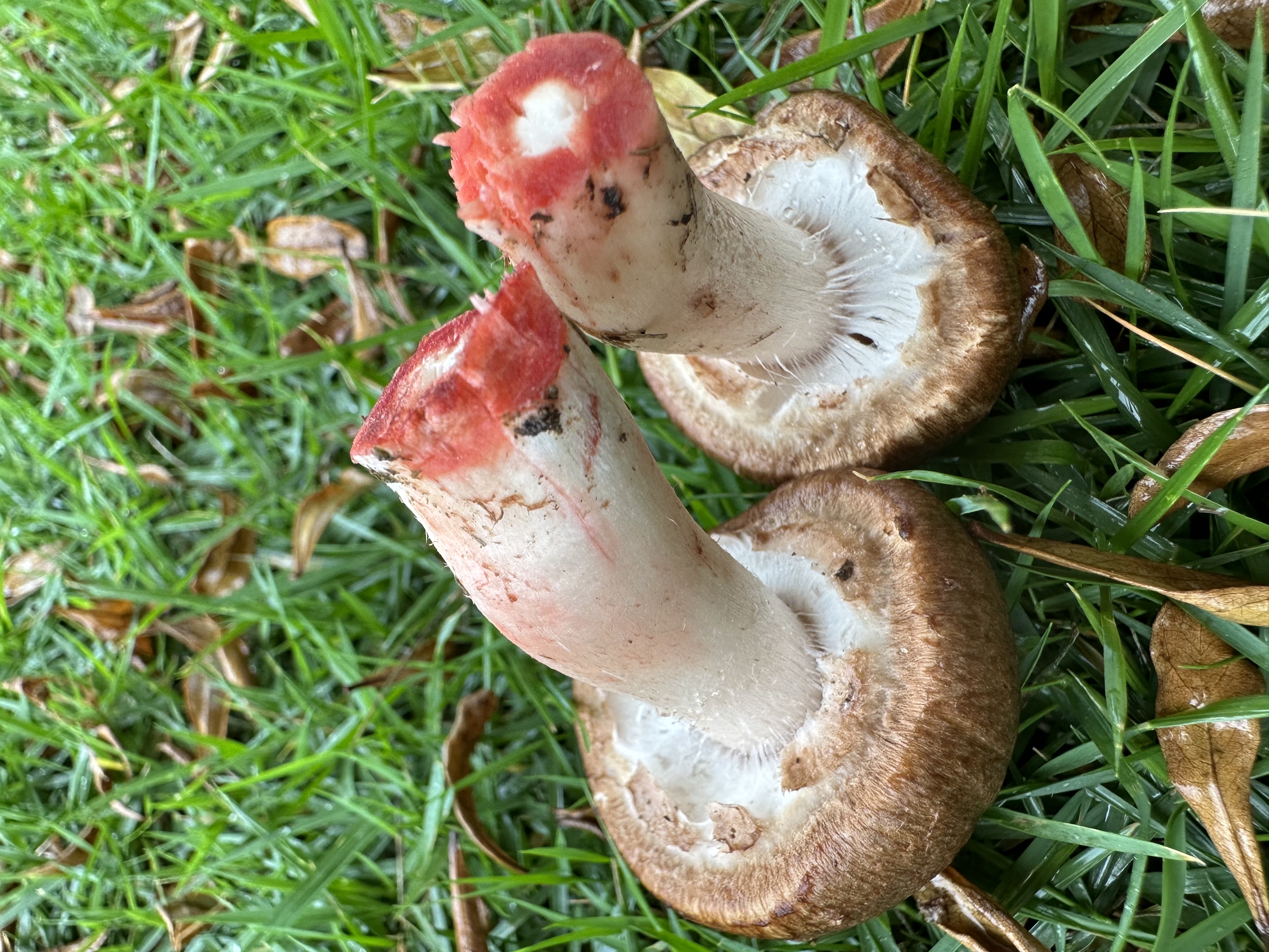 该亚属新种，待发表