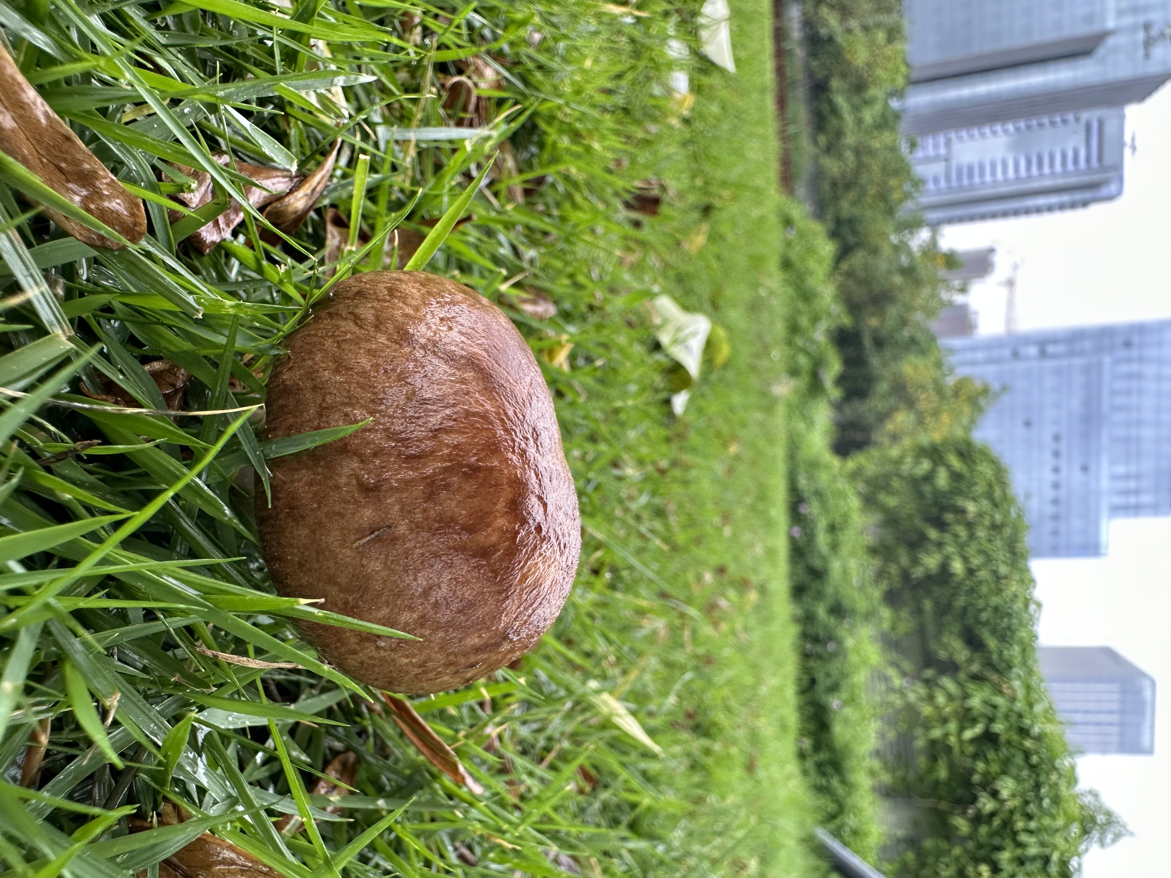 该亚属新种，待发表