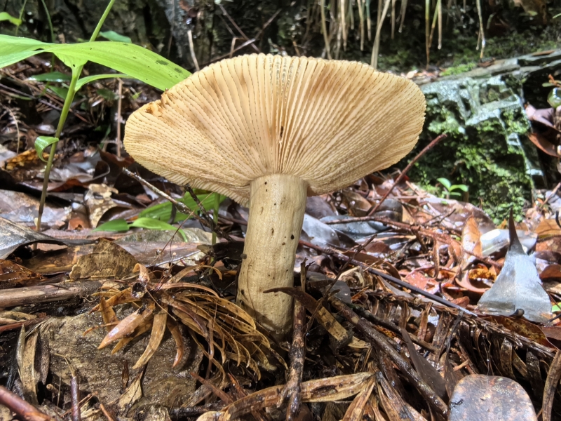 点柄黄红菇