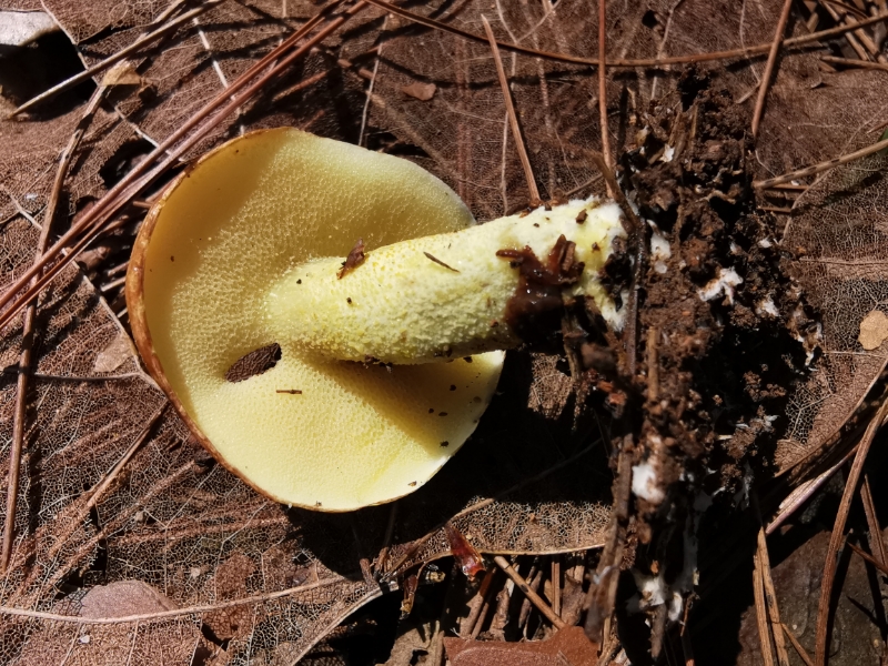 滑皮乳牛肝菌