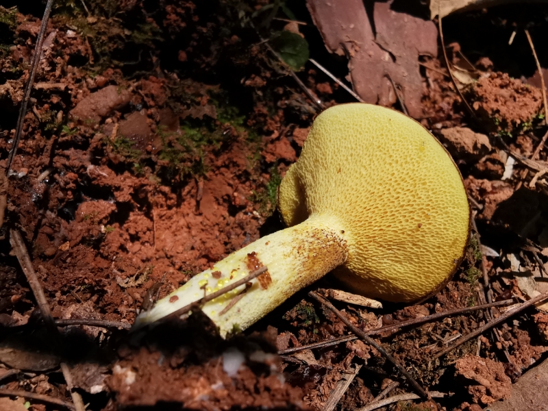 滑皮乳牛肝菌