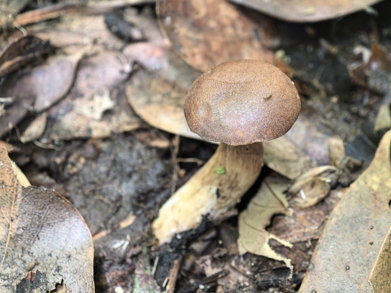金牛肝菌属一种