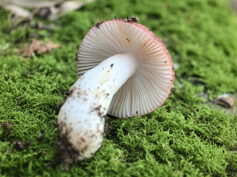 红菇亚属某种