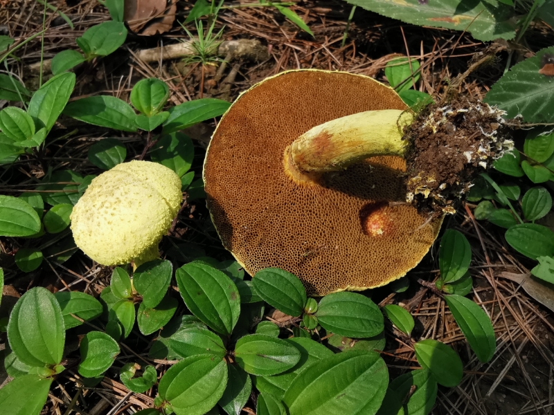里德利粉末牛肝菌
