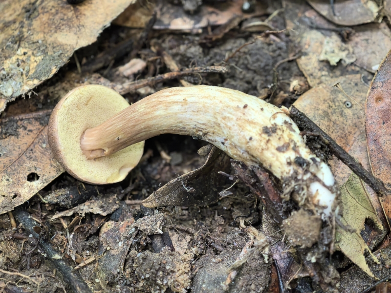 金牛肝菌属一种