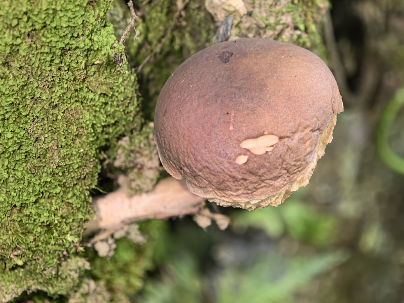 亚高山哈里牛肝菌