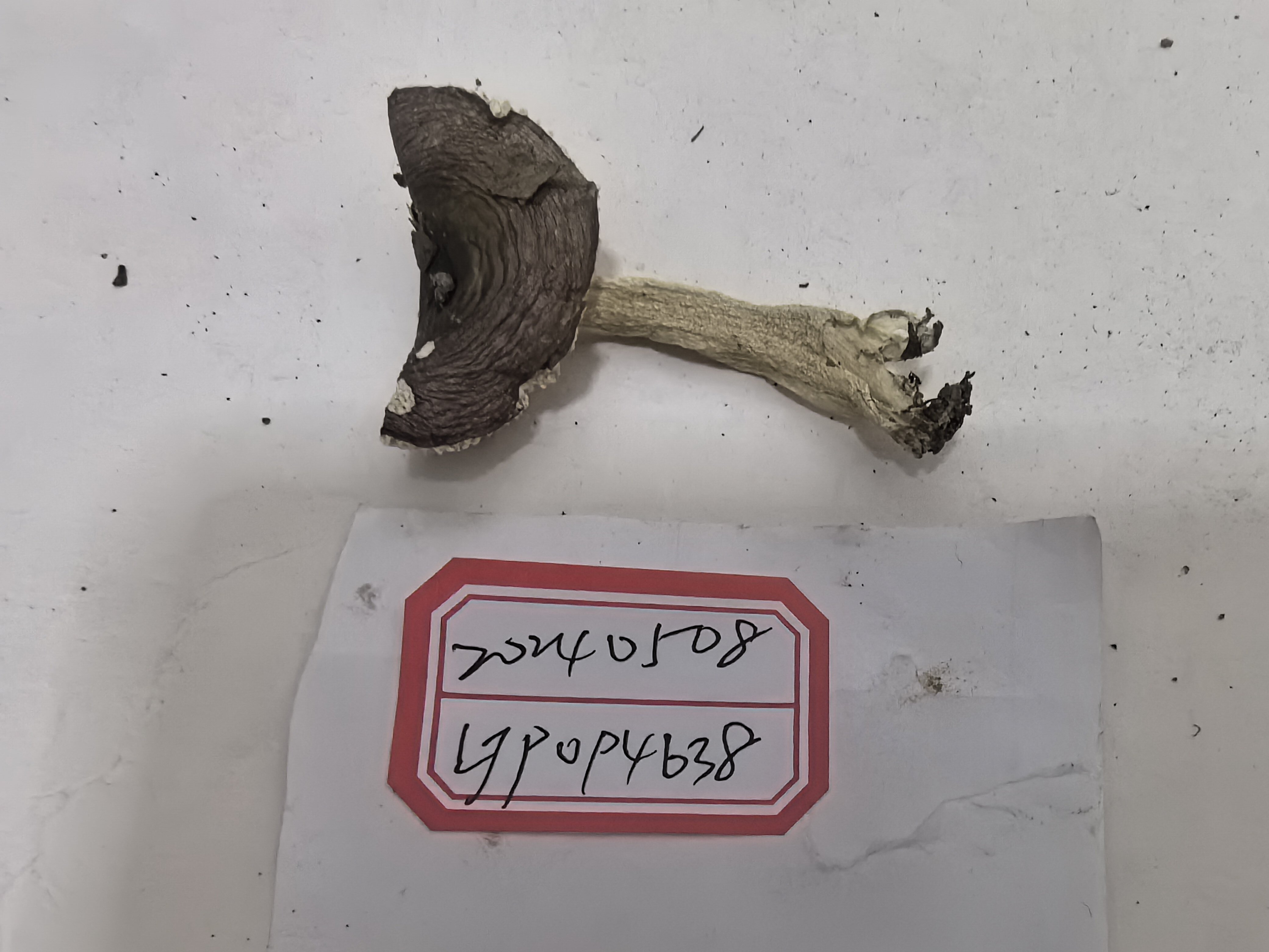 红菇亚属某种