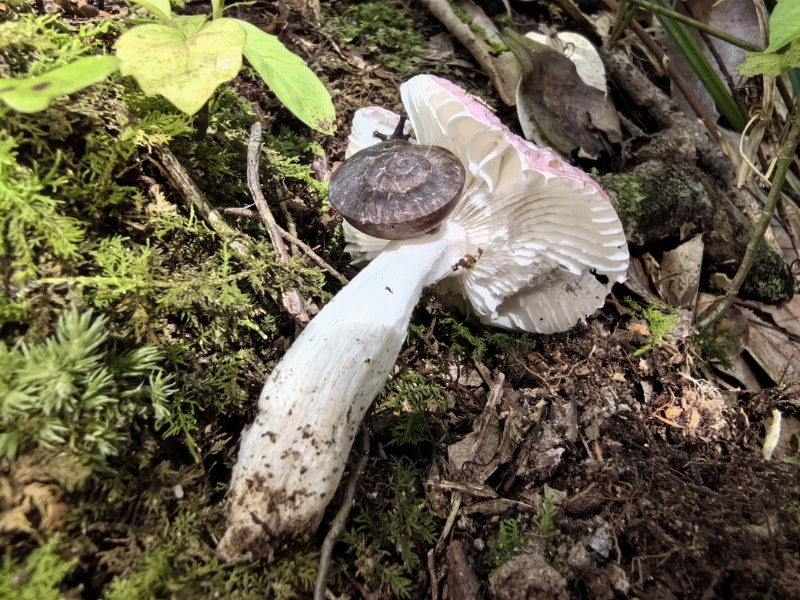 红菇亚属某种