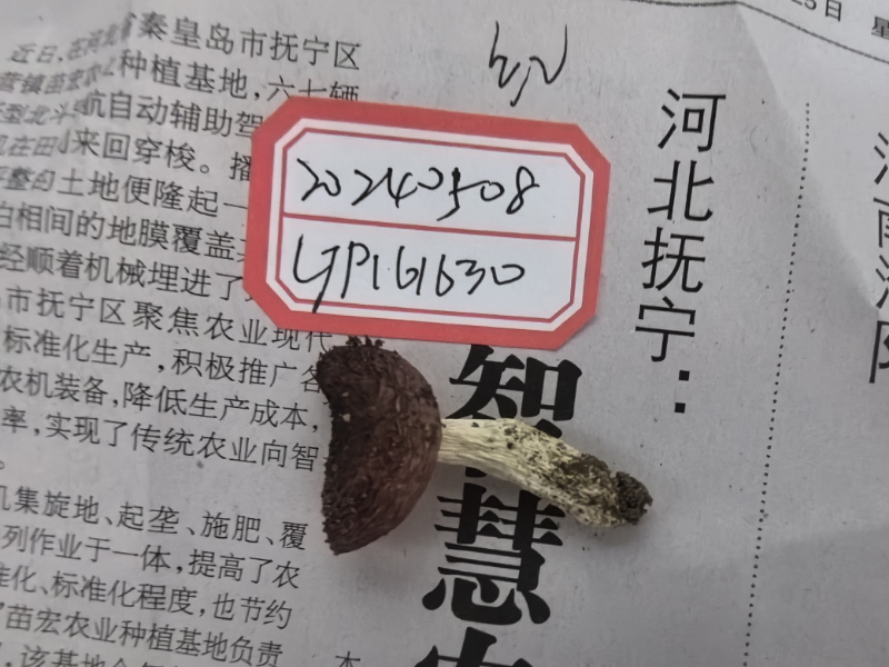 红菇亚属某种