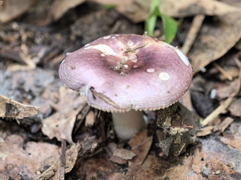 红菇亚属某种