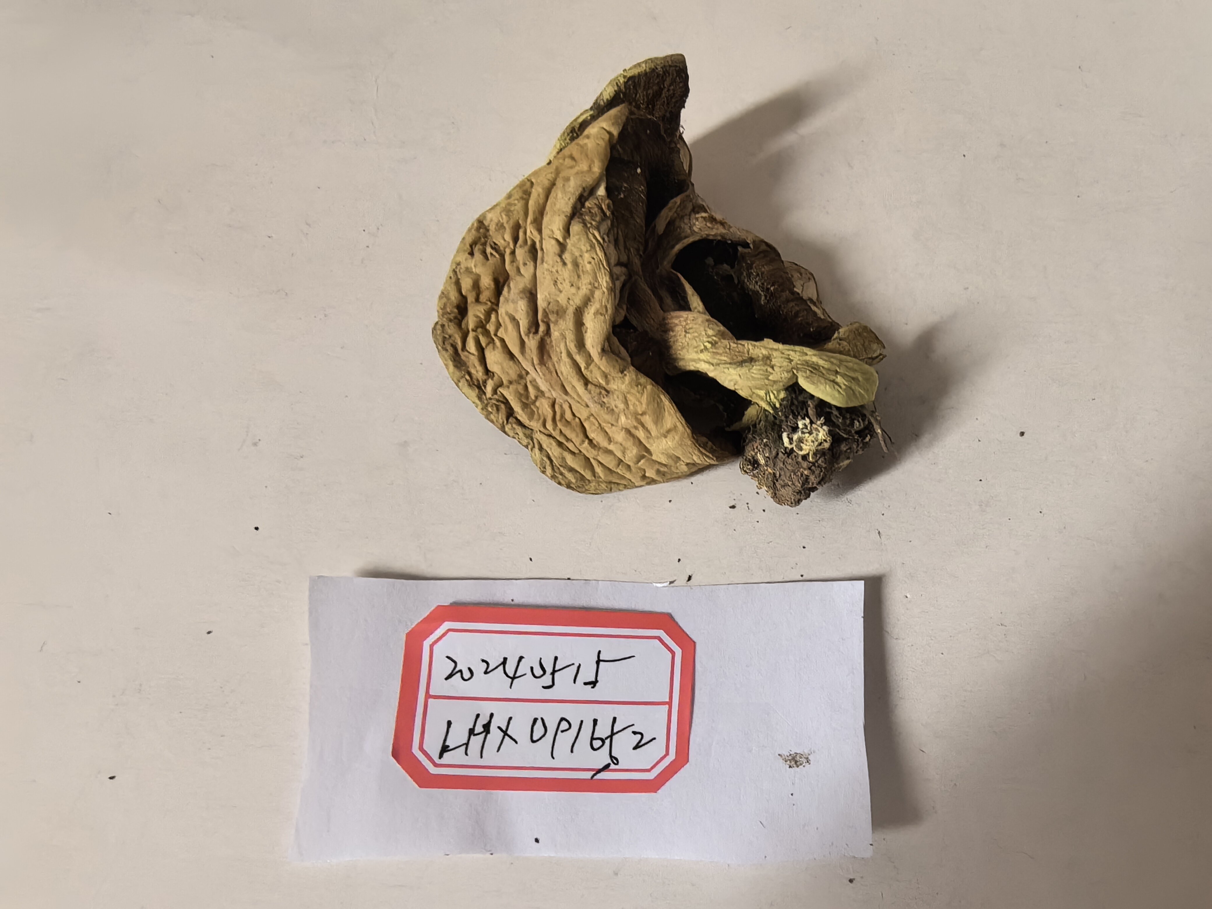 里德利粉末牛肝菌